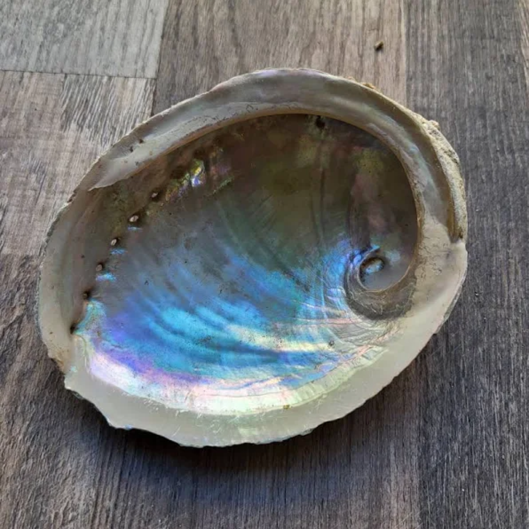 Cosmos Healing Large Natural Abalone Shell