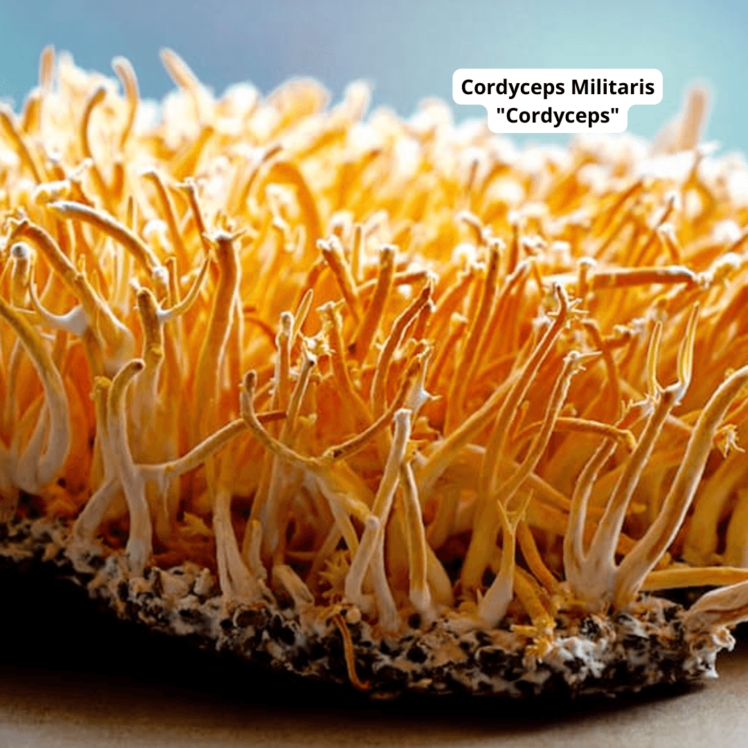 Cosmos Healing Cordyceps Capsules - Cosmos Healing